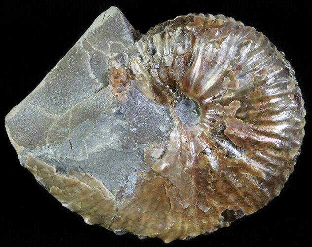 Hoploscaphites Ammonite - South Dakota #62595